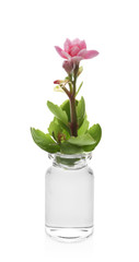 Glass flask with flower on white background