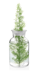 Glass flask with plant on white background