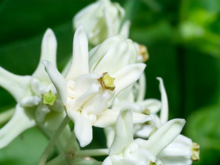 Fototapeta premium Crown flower or Calotropis gigantea.