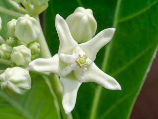 Crown flower or Calotropis gigantea.