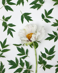 gentle floral pattern of white peony on wite background, top view