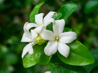 Orange Jasmine flower