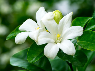Obraz na płótnie Canvas Orange Jasmine flower