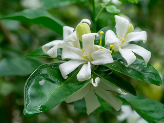 Obraz premium Orange Jasmine flower