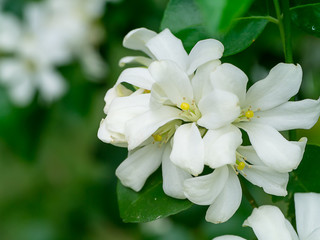 Orange Jasmine flower