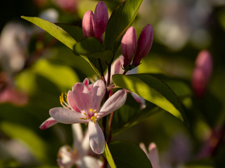 Fototapeta premium pink flowers on green background
