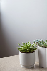 Small plant in white pot on stone table against neutral wall background