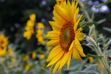 Sunflower natural background. Sunflower blooming.