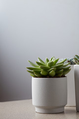 Small plant in pot succulents on gray table