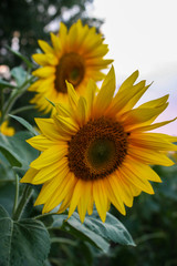 Sunflower natural background. Sunflower blooming.