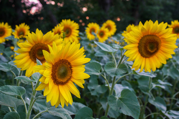 Sunflower natural background. Sunflower blooming.