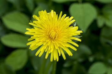 Close up of beautiful blooming dandelion flower
