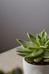 Potted succulent house plant on white shelf against gray wall.