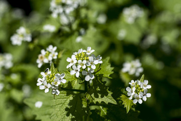 Small white flowers in sun