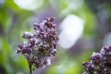 Close up on beautiful spring lilac flower