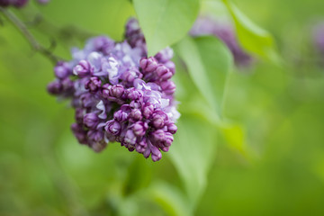 Obraz premium Beautiful fresh purple lilac flower