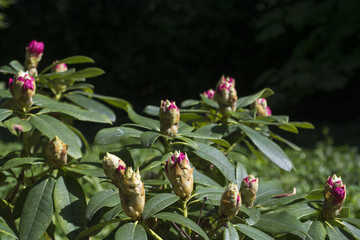Rhododendron full of buds ready to bloom