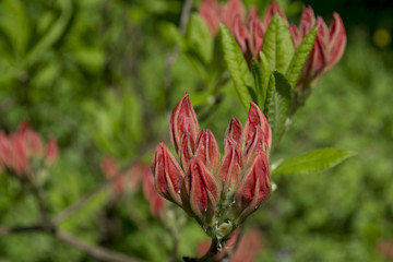 Close up on fresh red flowers