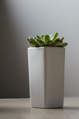 green succulent in gray pot placed on a stone background.