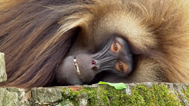 Gelada resting and gesturing