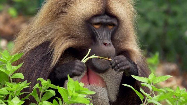 Gelada eating leaves