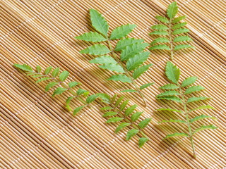 山椒の葉