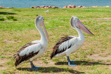 Wild Pelicans on a grassy bank, Nelson's Bay, Australia.