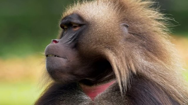 Gelada (Theropithecus gelada) portrait