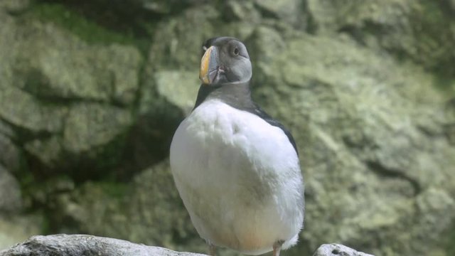 Horned puffin portrait