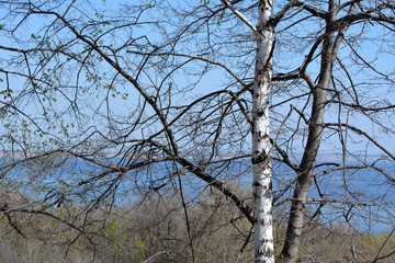 Duet of two trees - birch and maple - in early spring.