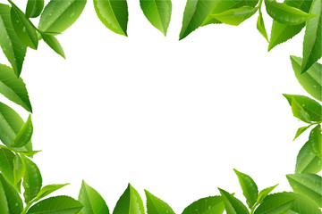 Green tea leaves vector nature background.