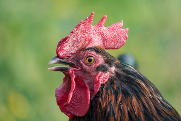 portrait of a beautiful rooster in green gras