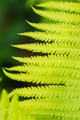 fern leaf as background