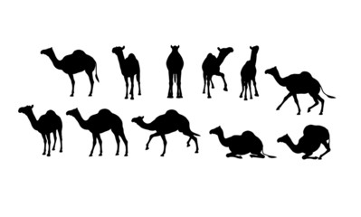 ラクダ シルエット Camel silhouette