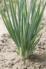Green leaves of onion planted in the field.
