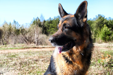 Dog German Shepherd outdoors in a summer