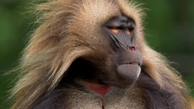 Gelada (Theropithecus gelada) gesturing