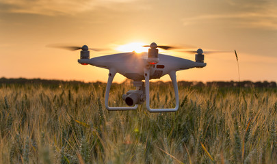 Drone flying above wheat field - obrazy, fototapety, plakaty