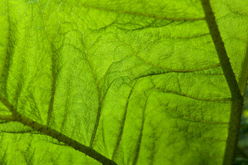 green leaf background