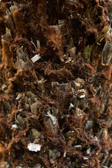 Texture of palm bark macro. Palm tree large trunk detailed structure background and texture of bark. Palm trunk and bark close-up.