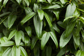 Obraz premium Green leaves pattern background, Natural background