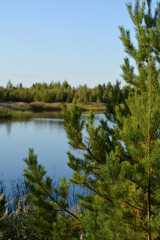 Fototapeta na wymiar Beautiful view of lake through crown of pine tree.