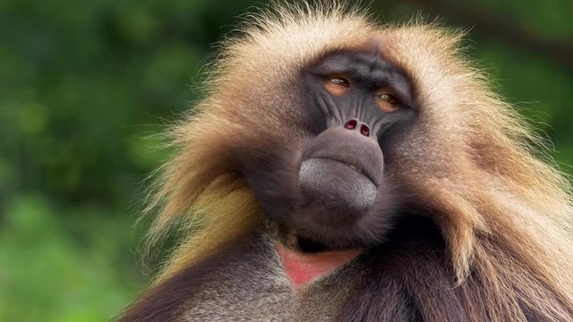 Gelada chewing