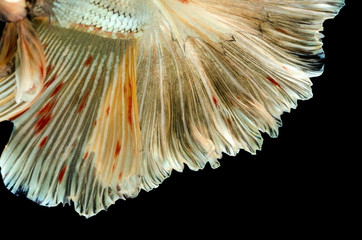 gold fighting fish tail texture isolated on black background