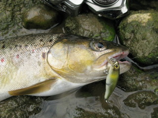 Fishing - brown trout lure fishing