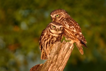Cuddling pair of Little Owls (Athene noctula) perched on a pale close up enlightened by evening sun