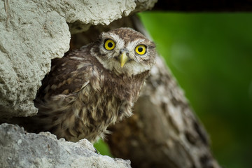 The young Little Owls (Athene noctula) perched on a roof of a barn with green leaves in athe background