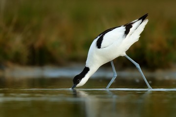 Pied Avocet - Recurvirostra avosetta on the lake on migration