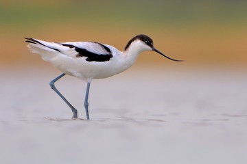 Pied Avocet - Recurvirostra avosetta on the lake on migration
