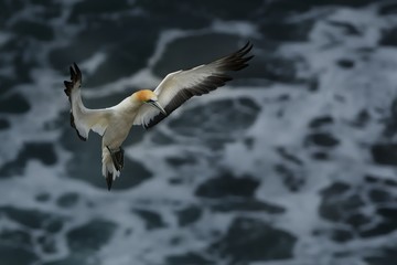 Sula serrator - Australian Gannet - takapu flying above the nesting colony in New Zealand